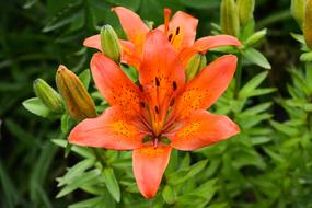 Nature Garden Summer