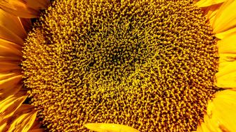 Yellow Flower Sunflower Blossom