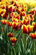 Tulip Red Yellow