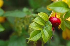 Herb Rose-Hip Plant