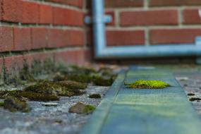 Moss Green Nature Brick