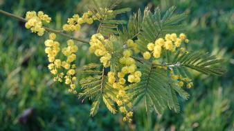 Green foliage and yellow plants on twig