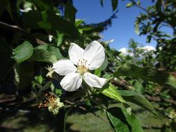 Flower Tree Blue Sky Green