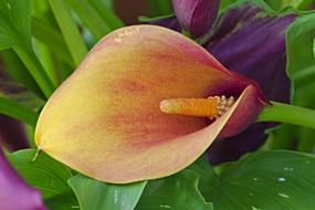 Calla Flower Nature