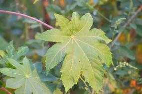 Big Jointed Leaf Green