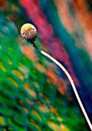 Color Abstract Plant