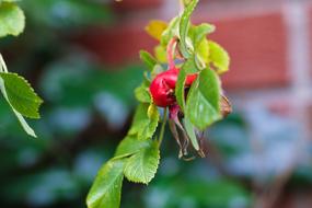 Herb Nature Rose-Hip