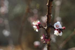 Closeup photo of spring cherry blossoms