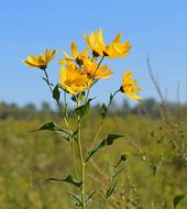 Wild Sunflowers Against The Sky