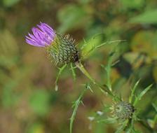 Purple Common Thistle Opening Wildflower