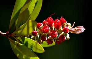 Flower Red Lemon Bottlebrush