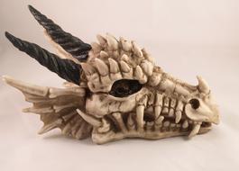 Nature Animal Reptile