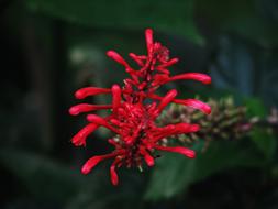 Flowers Nature Garden