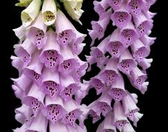 Foxgloves Pink Plant