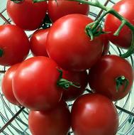 delicious red tomatoes fresh