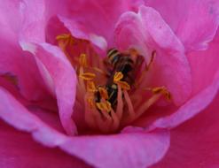 Closeup photo of Bee Honey in pink flower