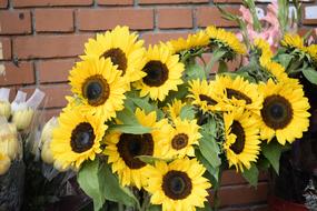 Flowers Sunflowers Sunflower