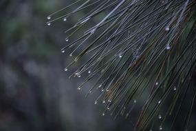 Flowers Nature Vega The Small