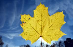 Leaf Maple Autumn