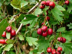 Tree A Branch Foliage