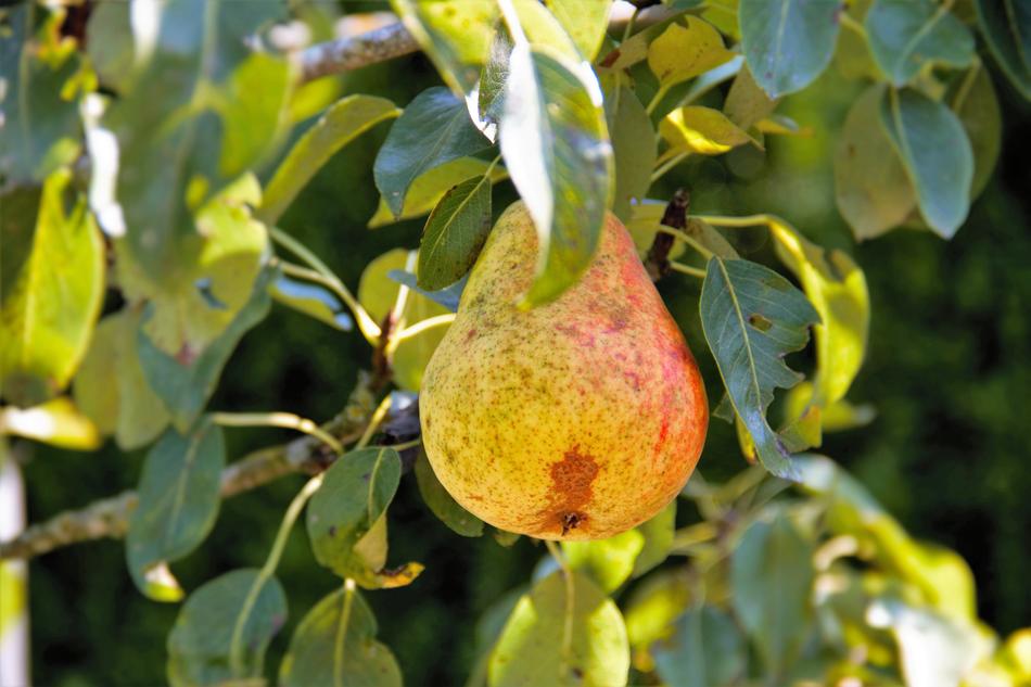 Pear Tree with leaves in Nature