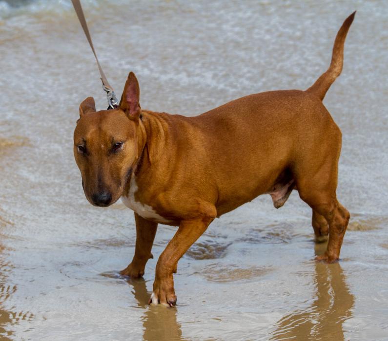 Dog Miniature Bull Terrier