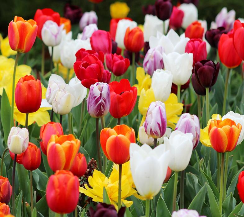 colored tulips in the garden flower