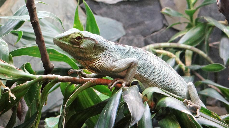 Animal Green Royal