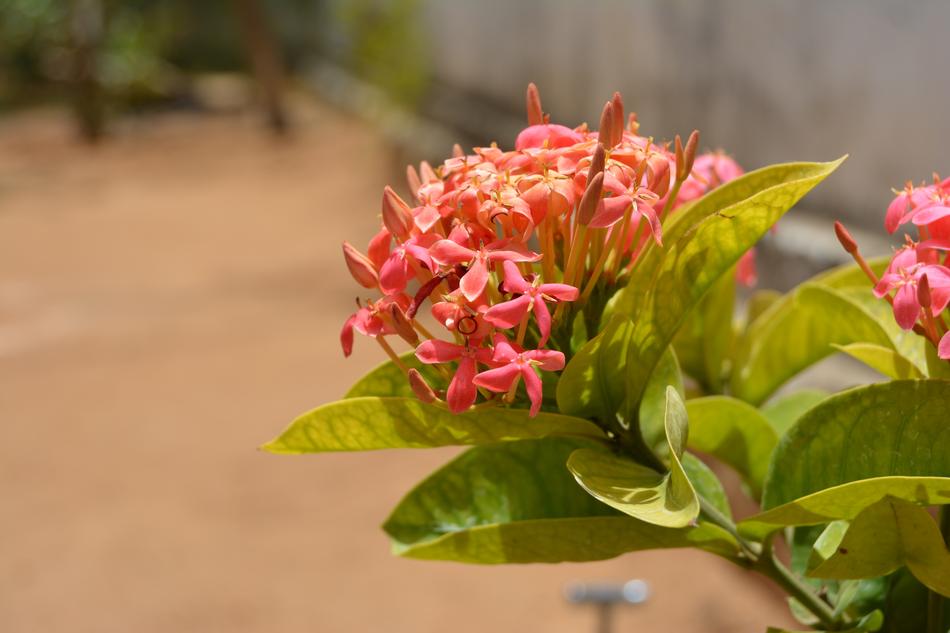 Flower Nature Flora