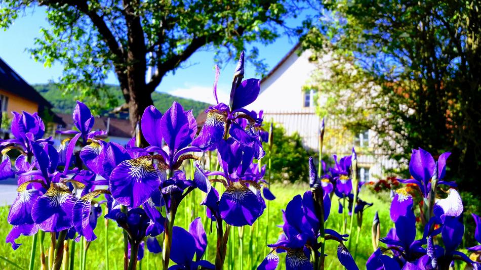 Plant Flower Nature