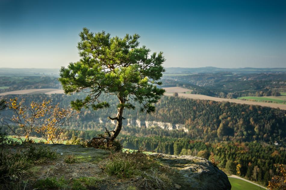 Alone Pine Tree on hill