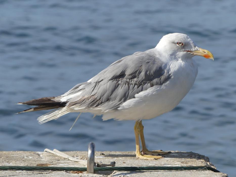 seagull Bird by the Sea