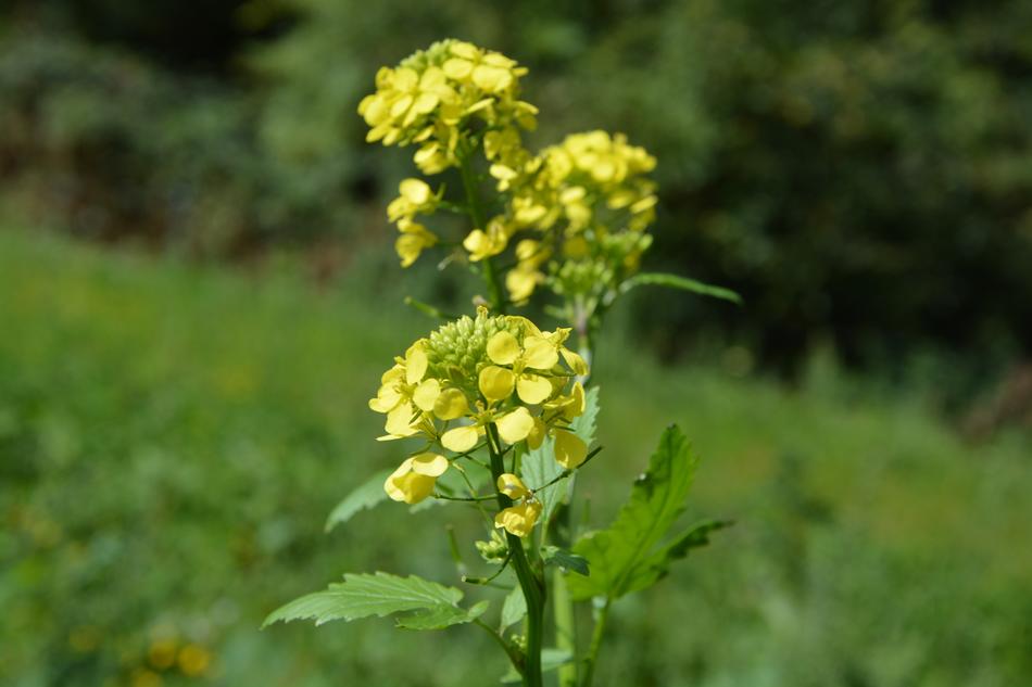 Yellow Flowers Prairie Field