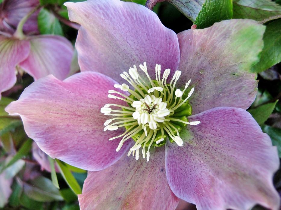 purple Flower bloom in the Garden