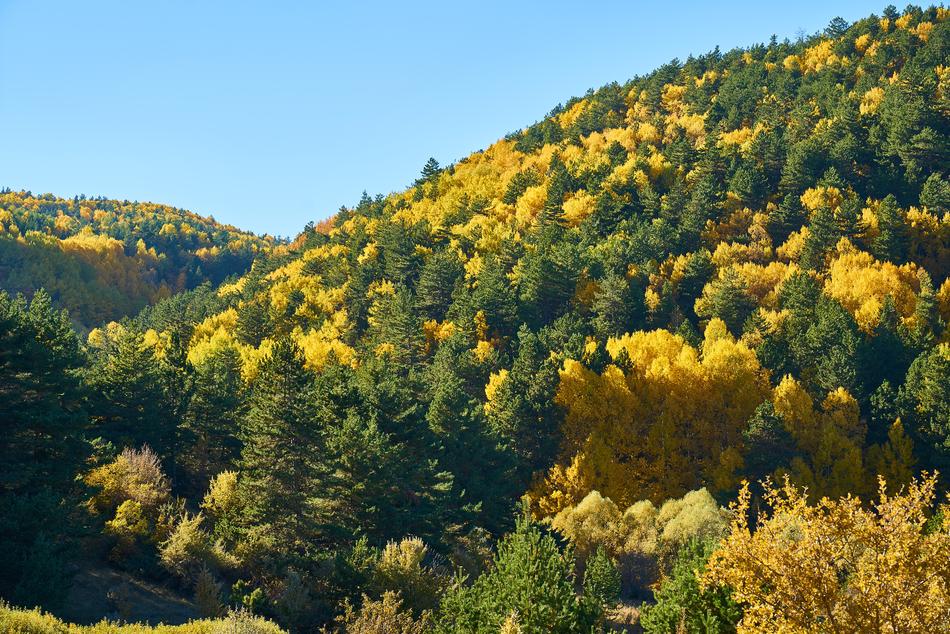 Mountains Trees Autumn
