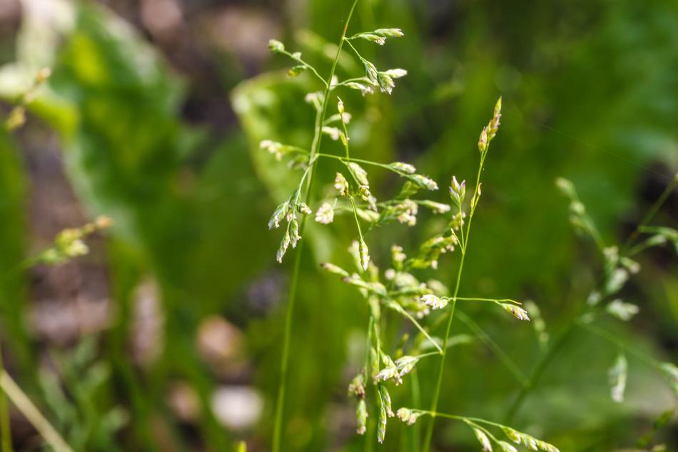 Straw Plant Growth