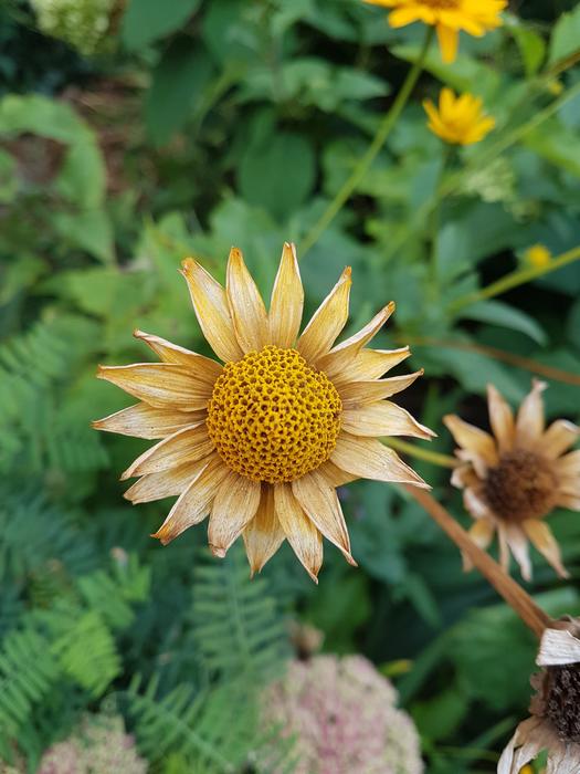 Bloom in Botany garden