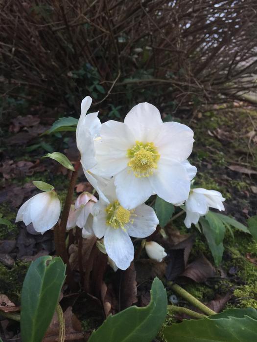 white beautiful flowers in the garden