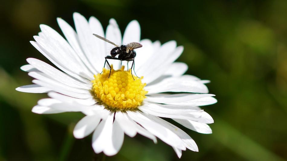 Insect on Natural Plant