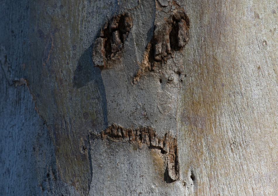 the wood with the holes is old