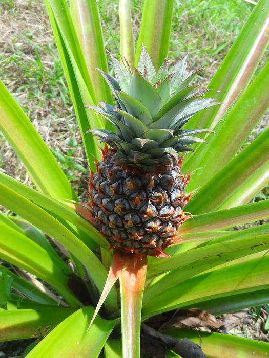 Pineapple Plant Food free image download