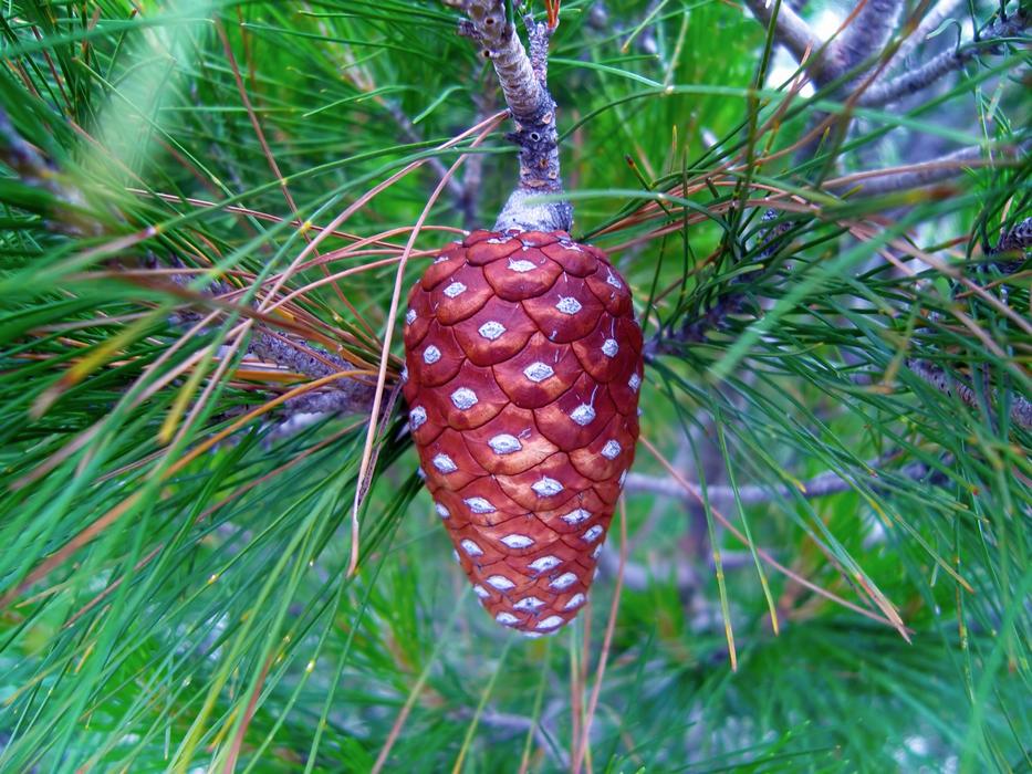 a big cone on a Christmas tree
