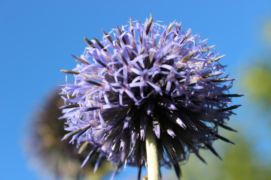 purple Flower Star in Garden