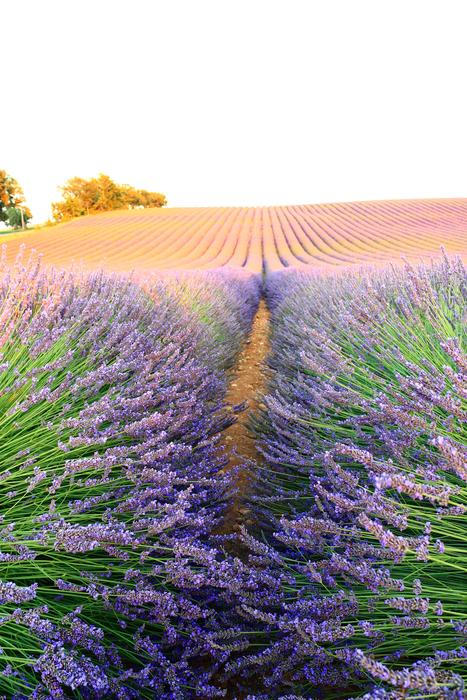 wildflowers in a field landscape