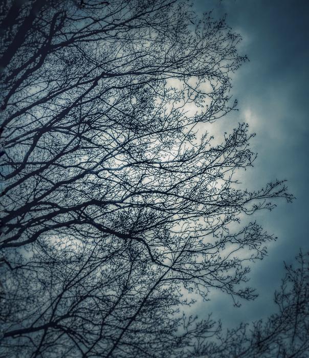 Tree Nature Wood