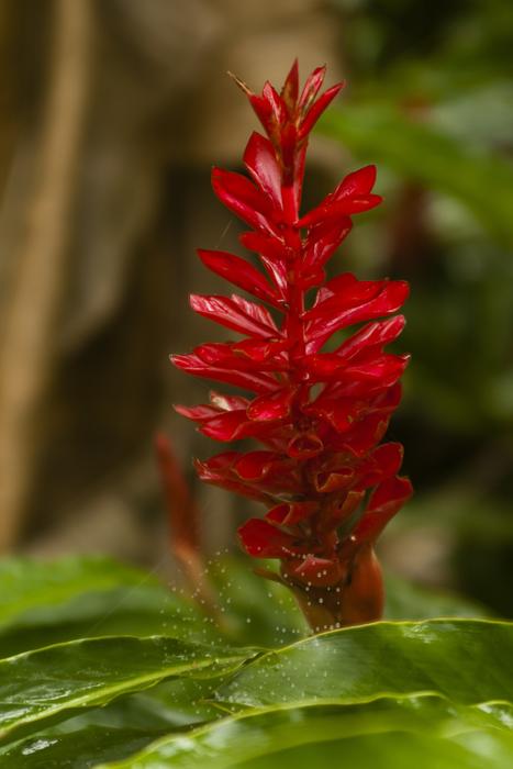 red flower in the garden landscape