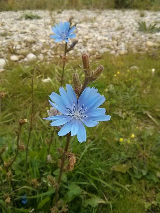 summer blue flower in summer