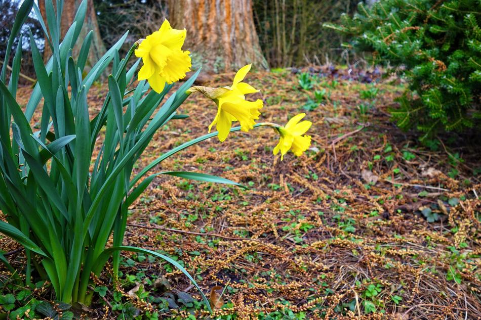 yellow Daffodil Flower Blooming