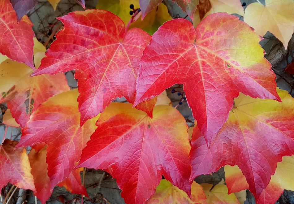 Autumn Fall Leaves Color