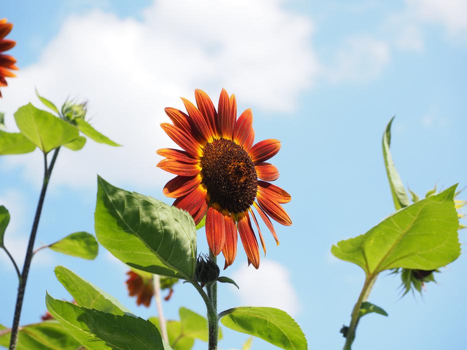 Sunflower Red Plant in Summer